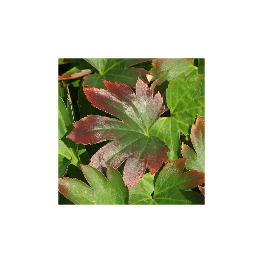 Plantes Vivaces MUKDENIA rossii - Lierre de Mandchourie en vente - Pépinière Lepage .