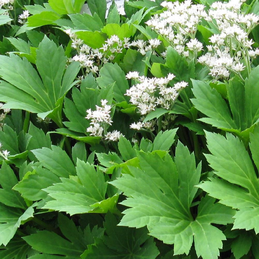 Plantes Vivaces MUKDENIA rossii - Lierre de Mandchourie en vente - Pépinière Lepage .