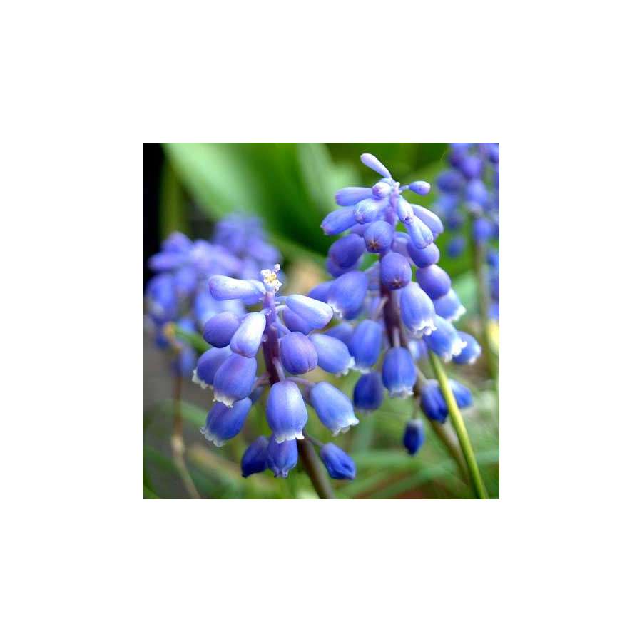 plantes-vivaces-muscari-armeniacum-muscari-en-vente-pepiniere-lepage-