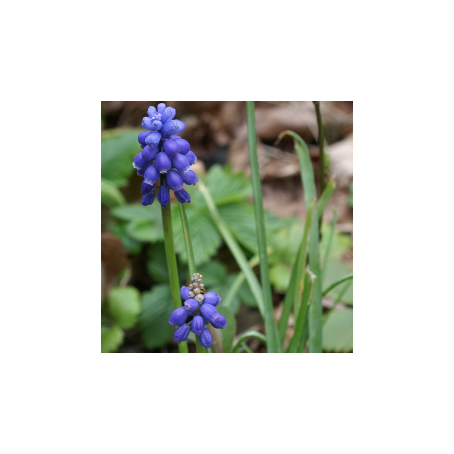 plantes-vivaces-muscari-armeniacum-muscari-en-vente-pepiniere-lepage-
