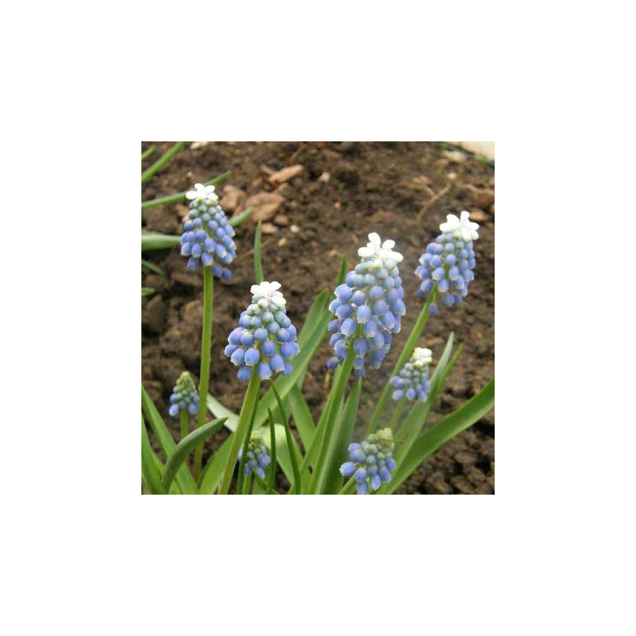plantes-vivaces-muscari-armeniacum-valerie-finnis-muscari-en-vente-pepiniere-lepage-
