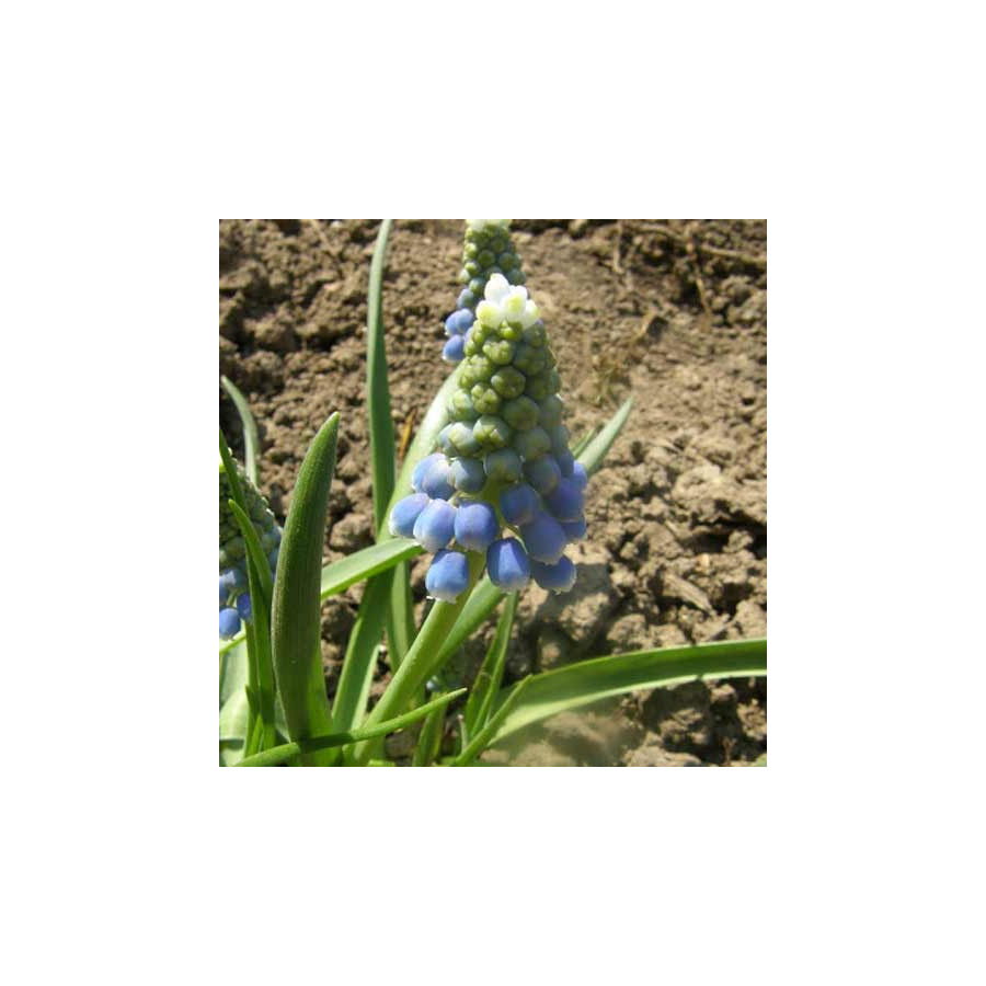 plantes-vivaces-muscari-armeniacum-valerie-finnis-muscari-en-vente-pepiniere-lepage-