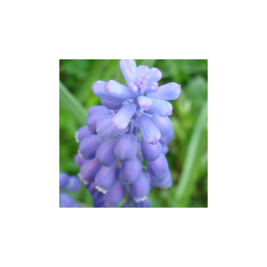 Plantes Vivaces MUSCARI azureum - Muscari en vente - Pépinière Lepage .