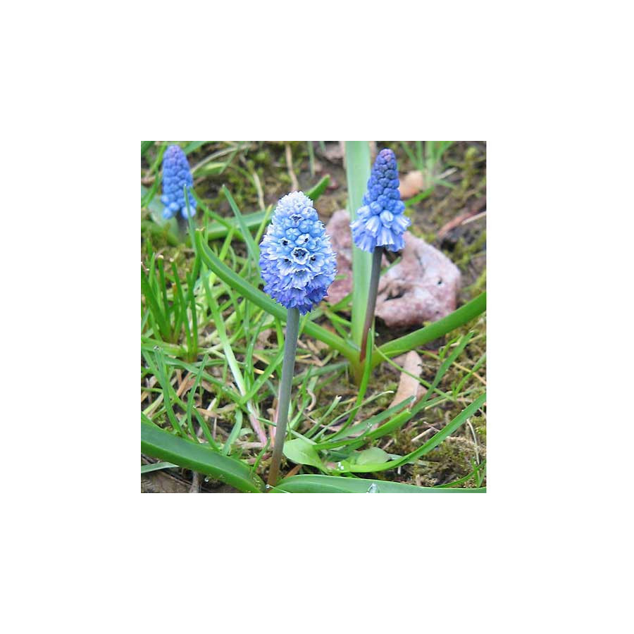 Plantes Vivaces MUSCARI azureum - Muscari en vente - Pépinière Lepage .