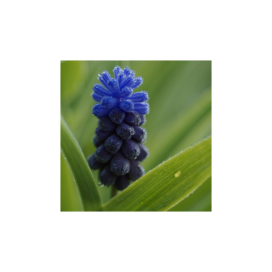 plantes-vivaces-muscari-latifolium-muscari-en-vente-pepiniere-lepage-