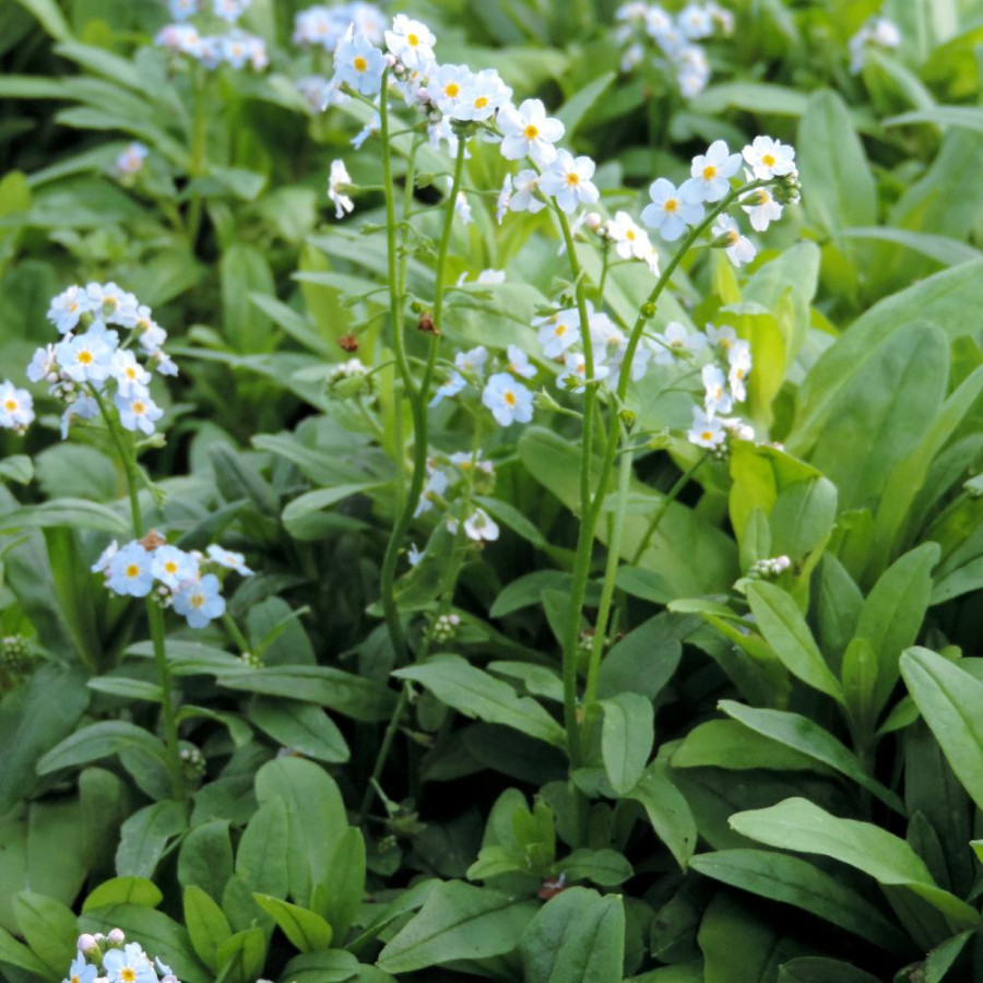 plantes-vivaces-myosotis-palustris-myosotis-des-marais-en-vente-pepiniere-lepage-