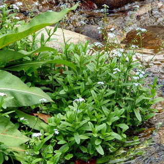 plantes-vivaces-myosotis-palustris-myosotis-des-marais-en-vente-pepiniere-lepage-