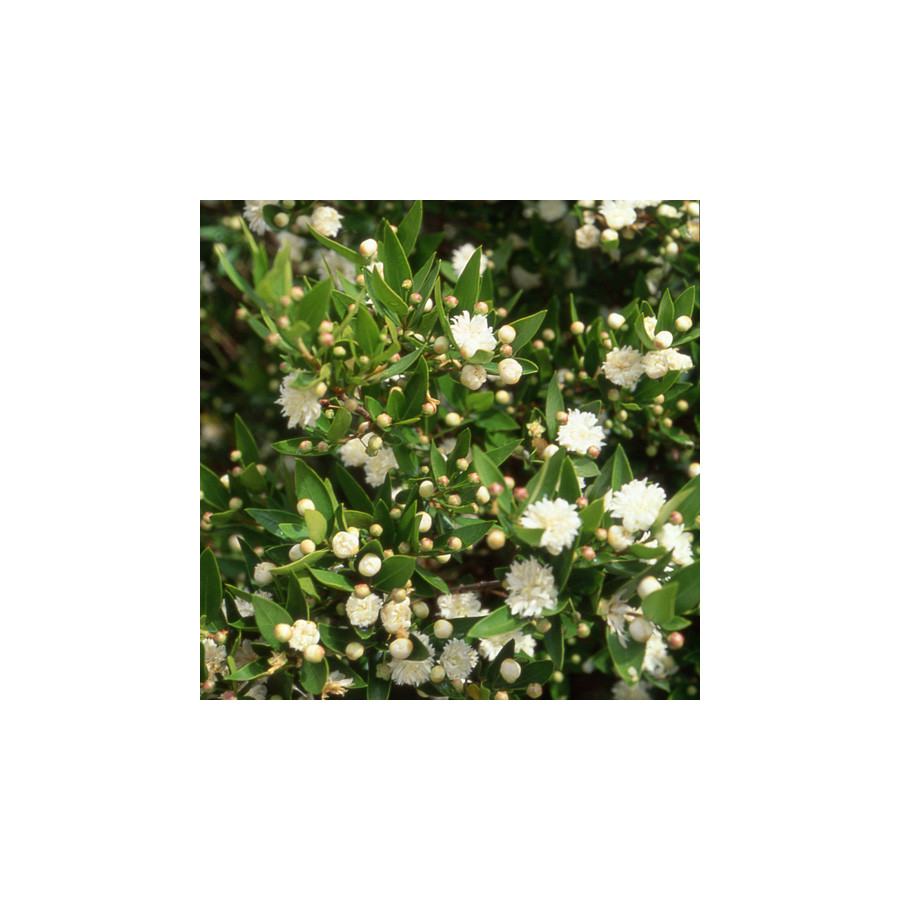 Plantes Vivaces MYRTUS communis 'Flore Pleno' - Myrte en vente - Pépinière Lepage .