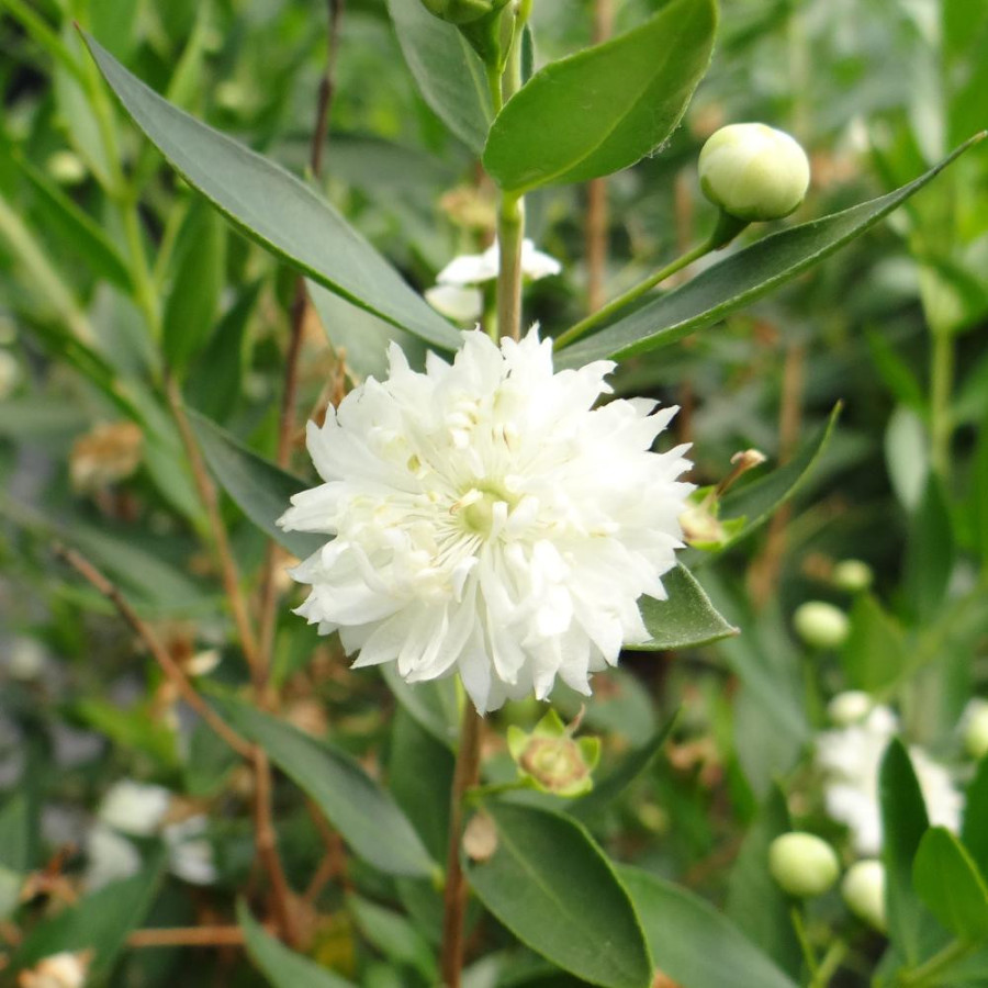 Plantes Vivaces MYRTUS communis 'Flore Pleno' - Myrte en vente - Pépinière Lepage .