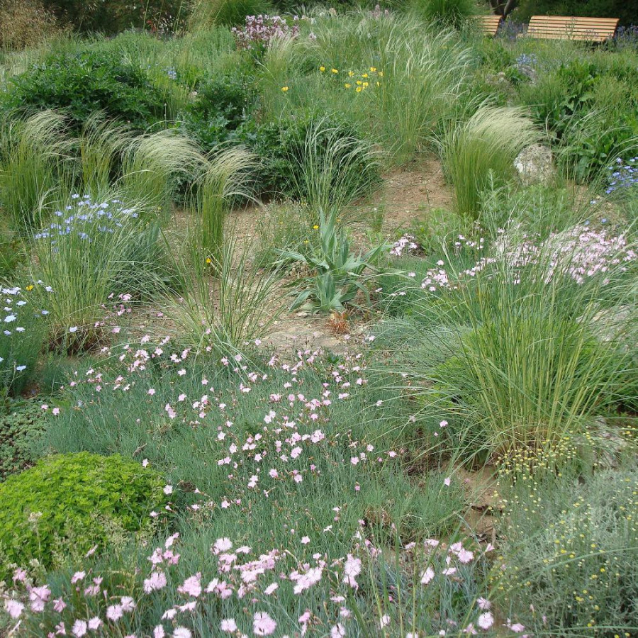 plantes-vivaces-massif-douceurs-meridionales-en-vente-pepiniere-lepage-