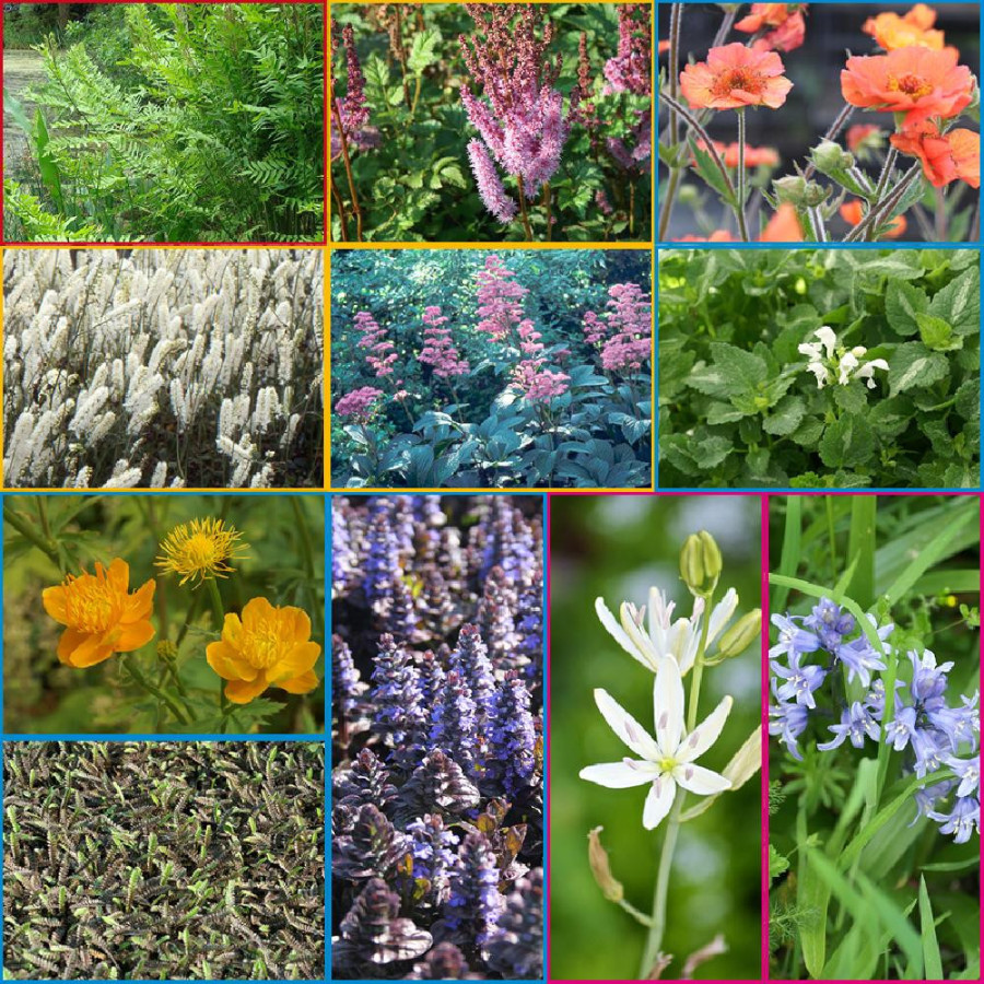 plantes-vivaces-massif-graphisme-vegetal-en-vente-pepiniere-lepage-