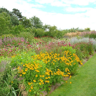 plantes-vivaces-massif-haut-en-couleurs-en-vente-pepiniere-lepage-
