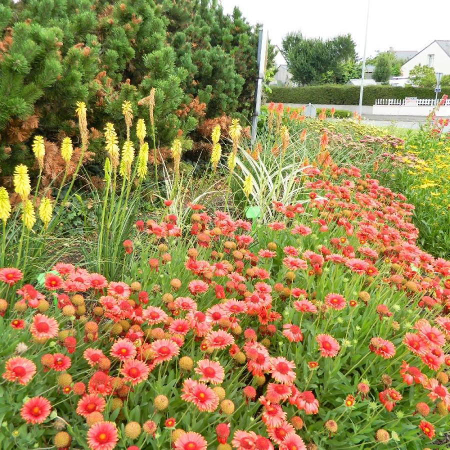 plantes-vivaces-massif-melange-flamboyant-en-vente-pepiniere-lepage-