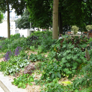 plantes-vivaces-massif-ombre-et-lumiere-en-vente-pepiniere-lepage-