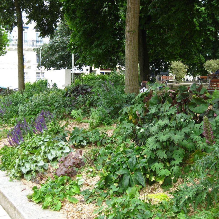 plantes-vivaces-massif-ombre-et-lumiere-en-vente-pepiniere-lepage-