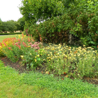 plantes-vivaces-massif-rouge-et-or-en-vente-pepiniere-lepage-