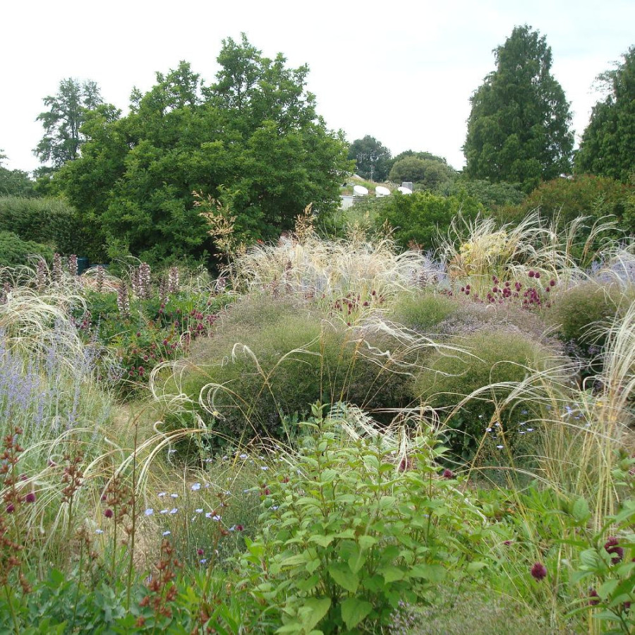 plantes-vivaces-massif-vent-du-sud-en-vente-pepiniere-lepage-