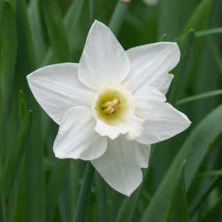 plantes-vivaces-narcissus-mount-hood-narcisse-en-vente-pepiniere-lepage-