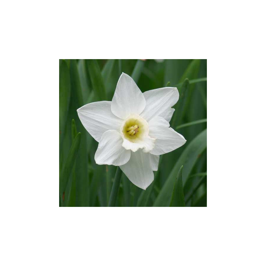 plantes-vivaces-narcissus-mount-hood-narcisse-en-vente-pepiniere-lepage-