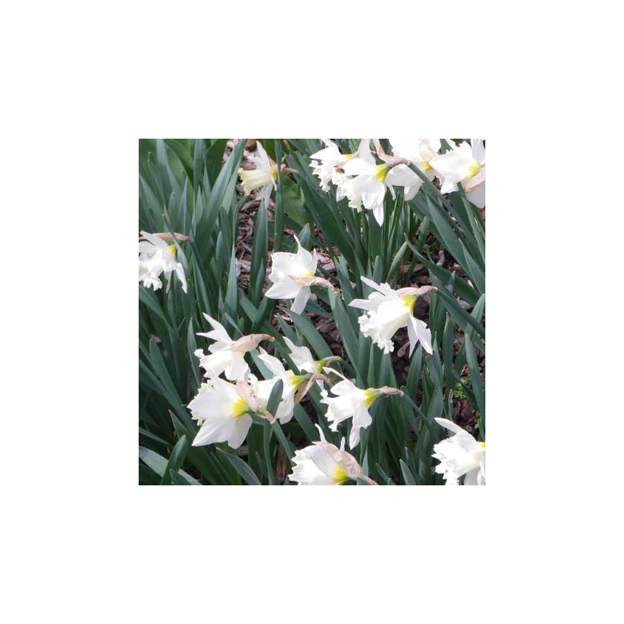 plantes-vivaces-narcissus-mount-hood-narcisse-en-vente-pepiniere-lepage-