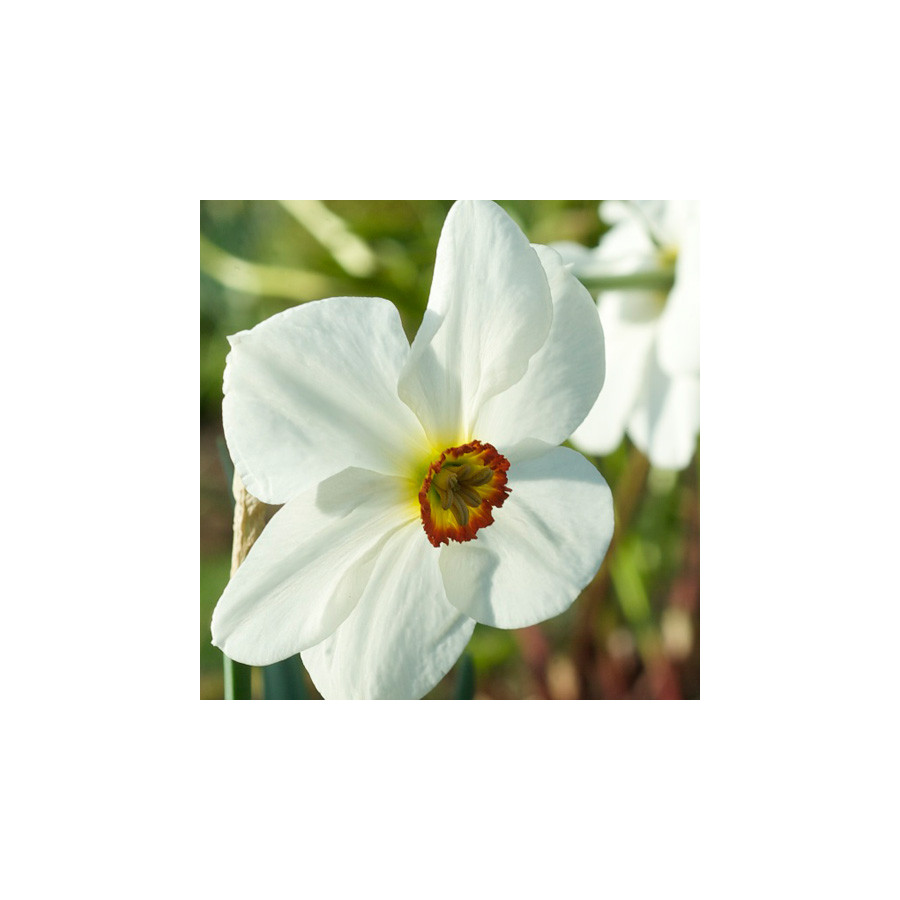 plantes-vivaces-narcissus-poeticus-narcisse-des-poetes-en-vente-pepiniere-lepage-
