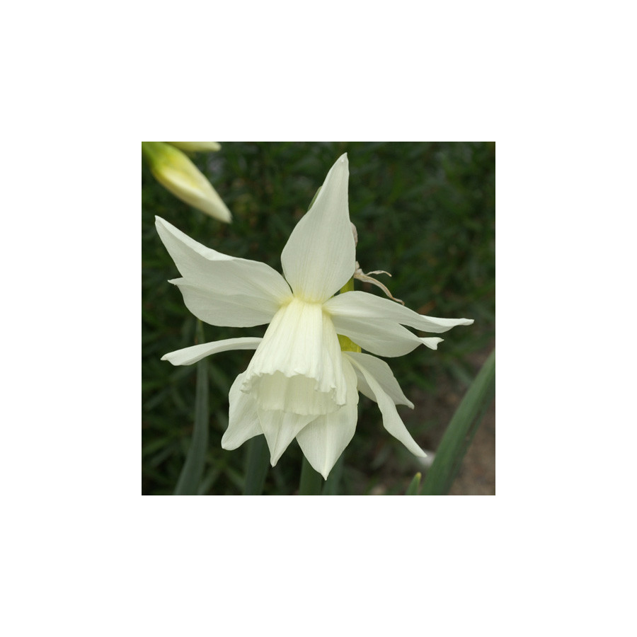 Plantes Vivaces NARCISSUS triandrus 'Thalia' - Narcisse en vente - Pépinière Lepage .
