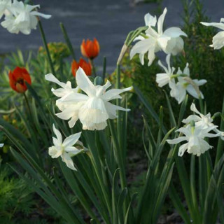 Plantes Vivaces NARCISSUS triandrus 'Thalia' - Narcisse en vente - Pépinière Lepage .