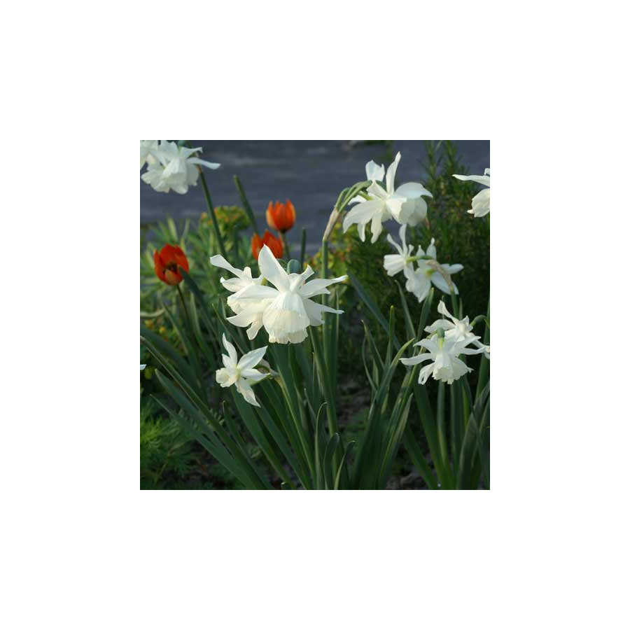 Plantes Vivaces NARCISSUS triandrus 'Thalia' - Narcisse en vente - Pépinière Lepage .