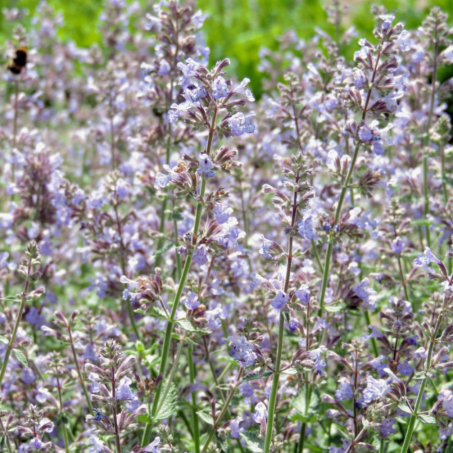 Plantes Vivaces NEPETA 'Cat's Meow' - Menthe des chats en vente - Pépinière Lepage .
