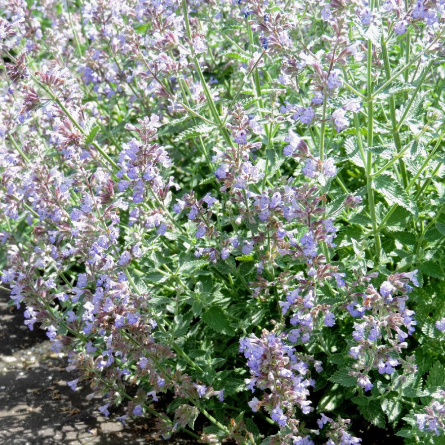 Plantes Vivaces NEPETA 'Cat's Meow' - Menthe des chats en vente - Pépinière Lepage .