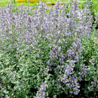 Plantes Vivaces NEPETA 'Cat's Meow' - Menthe des chats en vente - Pépinière Lepage .