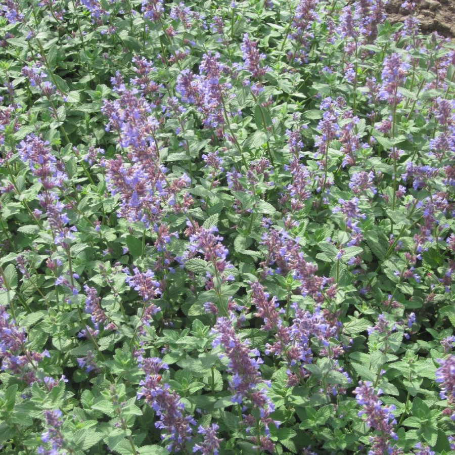 NEPETA 'Joanna Reed'