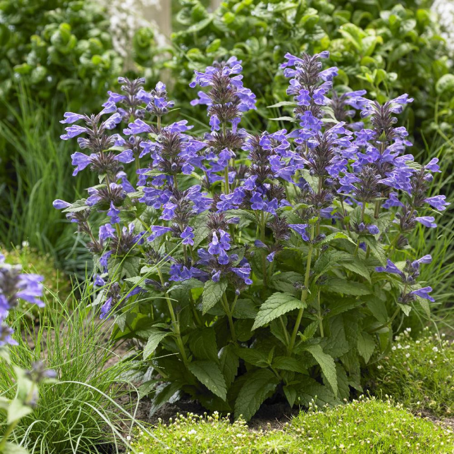 NEPETA 'Neptune' ®