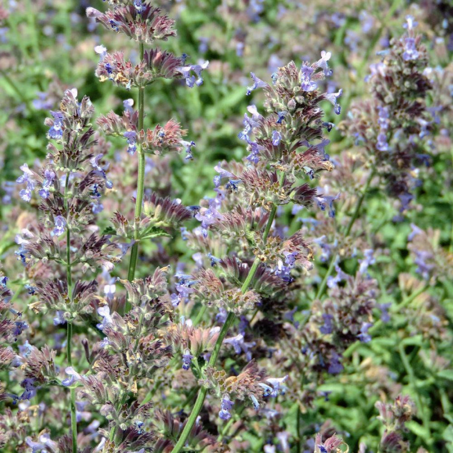 Plantes Vivaces NEPETA 'Six Hills Giant' (Faassenii Group) - Menthe des chats en vente - Pépinière Lepage .