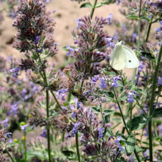Plantes Vivaces NEPETA 'Six Hills Giant' (Faassenii Group) - Menthe des chats en vente - Pépinière Lepage .