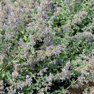 Plantes Vivaces NEPETA 'Six Hills Giant' (Faassenii Group) - Menthe des chats en vente - Pépinière Lepage .