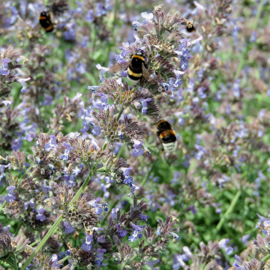 plantes-vivaces-nepeta-walker-s-low-faassenii-group-menthe-des-chats-en-vente-pepiniere-lepage-