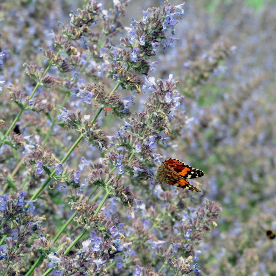 plantes-vivaces-nepeta-walker-s-low-faassenii-group-menthe-des-chats-en-vente-pepiniere-lepage-