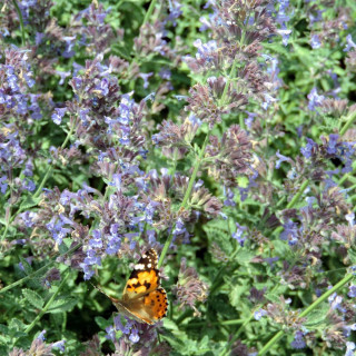 plantes-vivaces-nepeta-walker-s-low-faassenii-group-menthe-des-chats-en-vente-pepiniere-lepage-