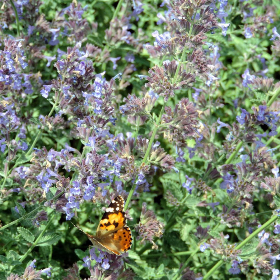 plantes-vivaces-nepeta-walker-s-low-faassenii-group-menthe-des-chats-en-vente-pepiniere-lepage-