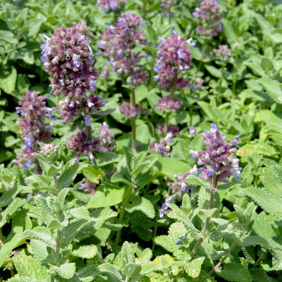 Plantes Vivaces NEPETA cataria 'Citriodora' - Menthe des chats en vente - Pépinière Lepage .