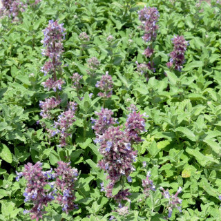 Plantes Vivaces NEPETA cataria 'Citriodora' - Menthe des chats en vente - Pépinière Lepage .