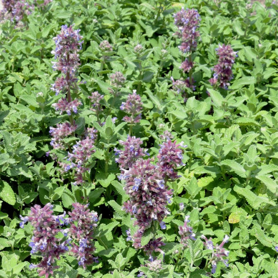 Plantes Vivaces NEPETA cataria 'Citriodora' - Menthe des chats en vente - Pépinière Lepage .