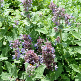 Plantes Vivaces NEPETA cataria 'Citriodora' - Menthe des chats en vente - Pépinière Lepage .