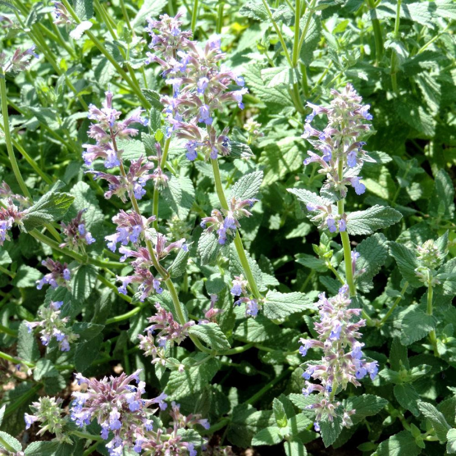 Plantes Vivaces NEPETA faassenii - Menthe des chats en vente - Pépinière Lepage .