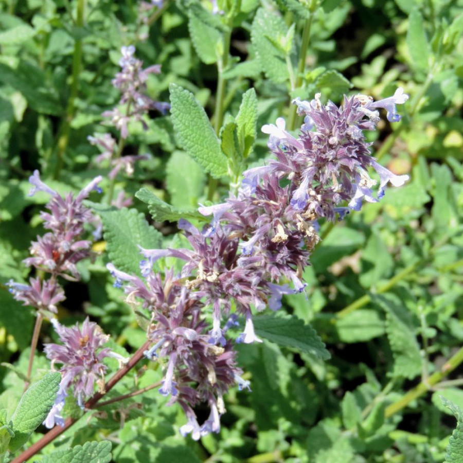 Plantes Vivaces NEPETA grandiflora 'Bramdean' - Menthe des chats en vente - Pépinière Lepage .