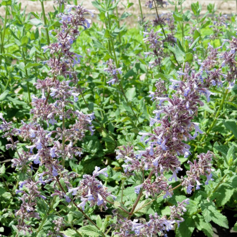 Plantes Vivaces NEPETA grandiflora 'Bramdean' - Menthe des chats en vente - Pépinière Lepage .