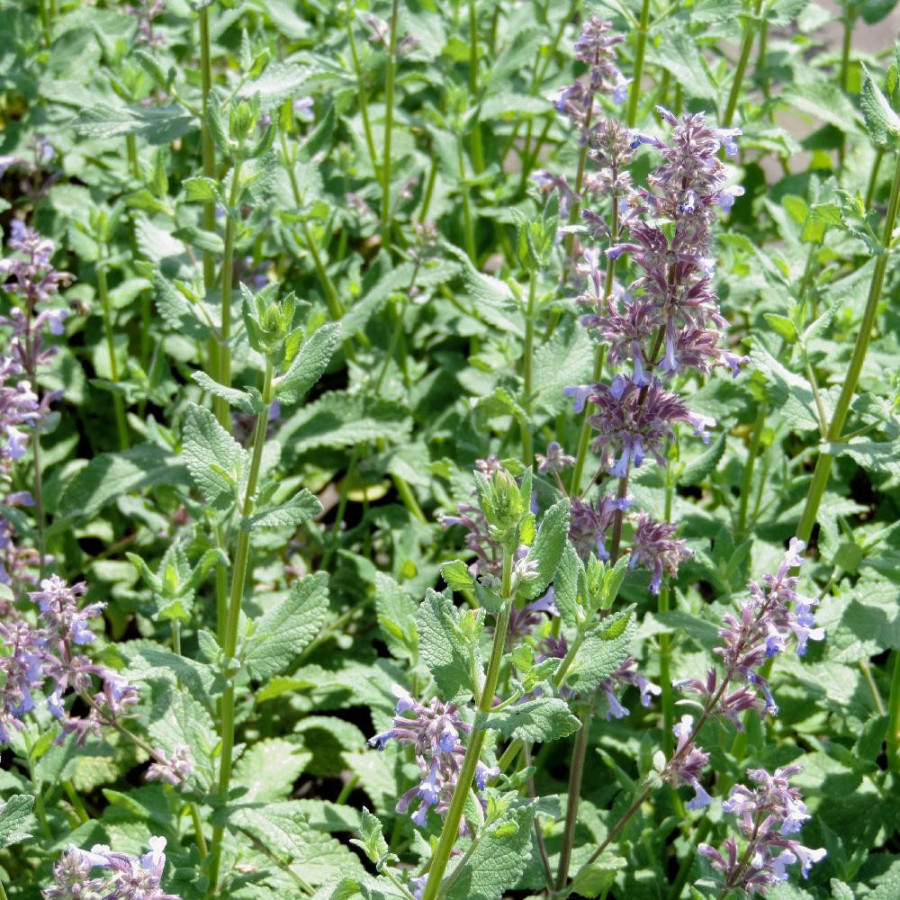 Plantes Vivaces NEPETA grandiflora 'Bramdean' - Menthe des chats en vente - Pépinière Lepage .