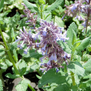 Plantes Vivaces NEPETA grandiflora 'Bramdean' - Menthe des chats en vente - Pépinière Lepage .