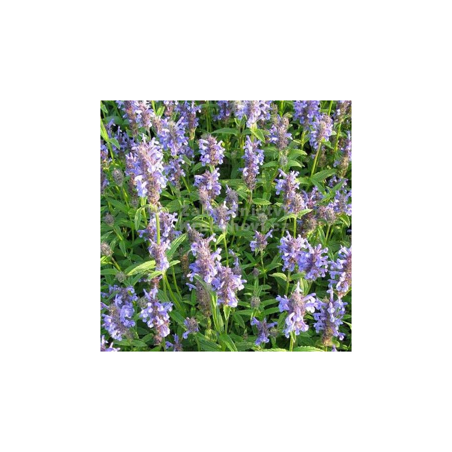 Plantes Vivaces NEPETA nervosa - Menthe des chats en vente - Pépinière Lepage .